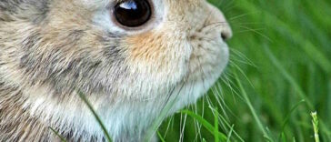 Freilebende Kaninchen