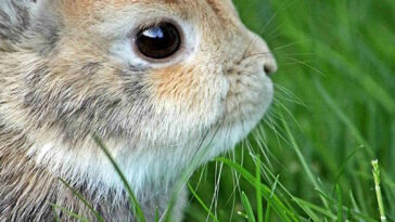 Freilebende Kaninchen