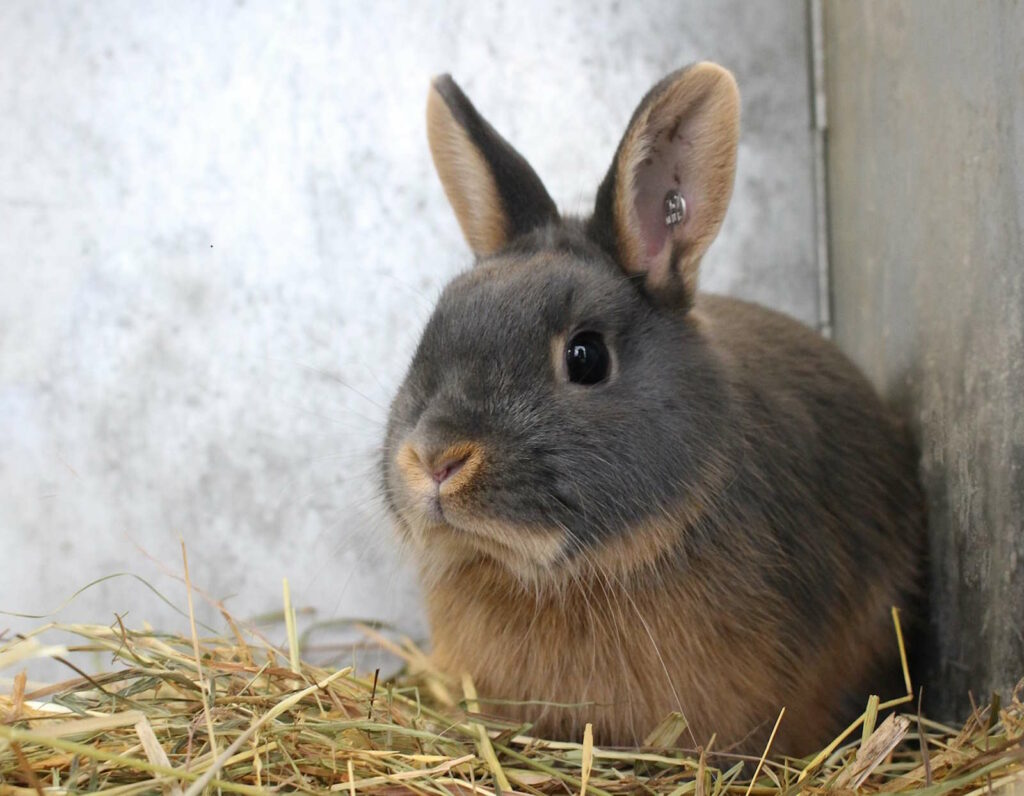 Kaninchen Vermittlung