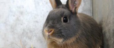 Kaninchen Vermittlung