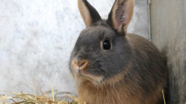 scheinschwangerschaft