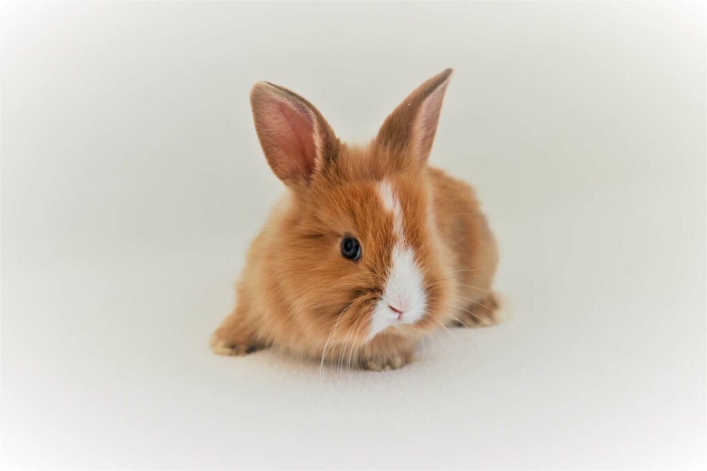 Kaninchen Zucht