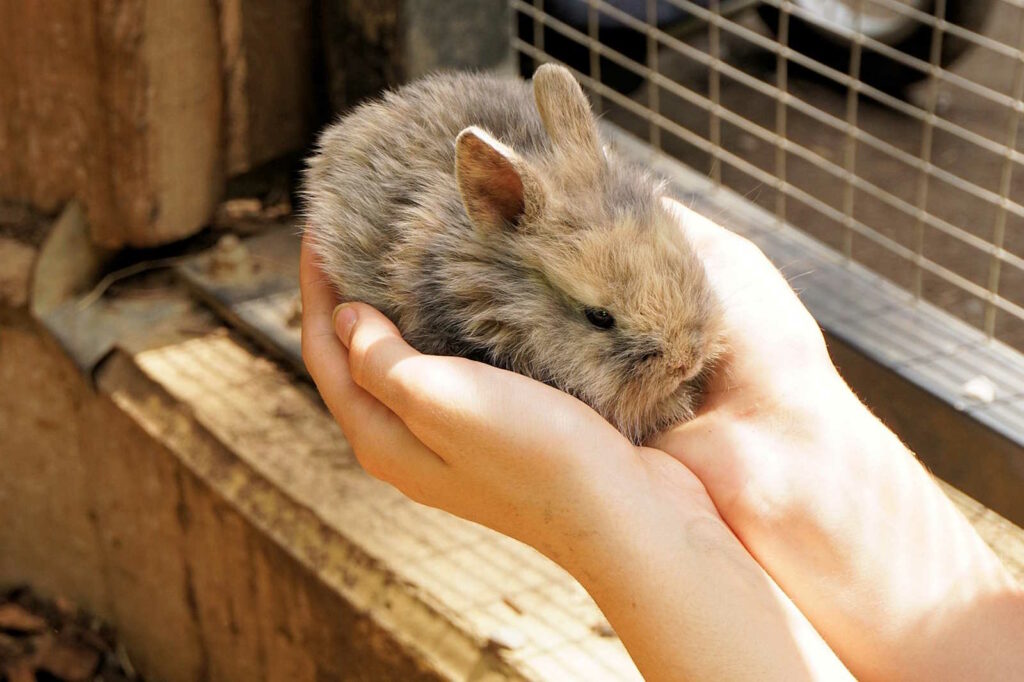 Kaninchen als Therapie-Tiere