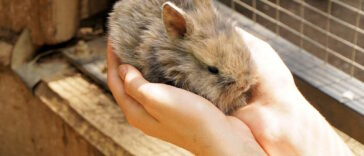 Kaninchen Beschäftigung