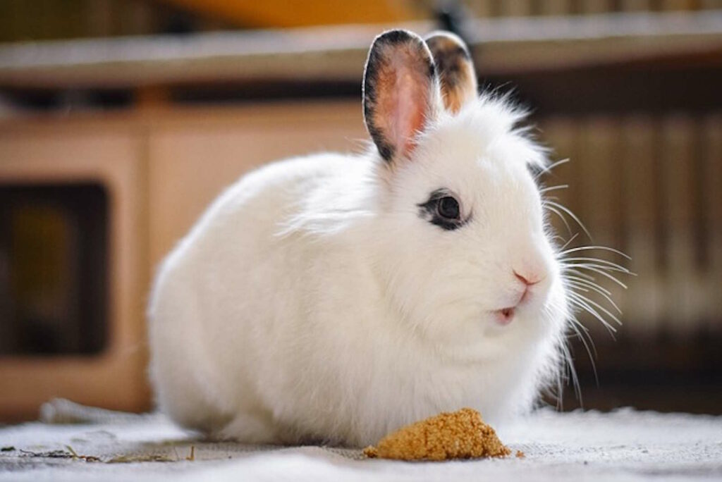 Kaninchen als Therapie-Tiere