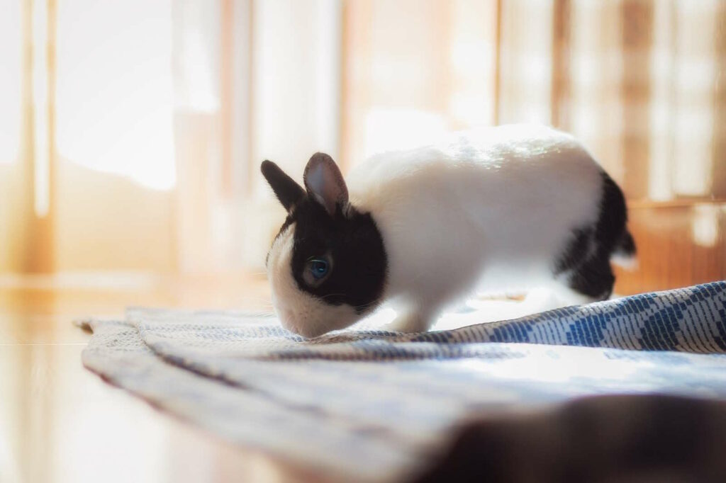Kaninchen als Therapie