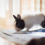 Kaninchen Beschäftigung