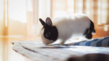 Kaninchen Beschäftigung