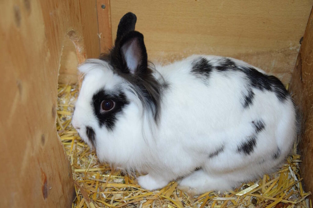 Kaninchen Kastration