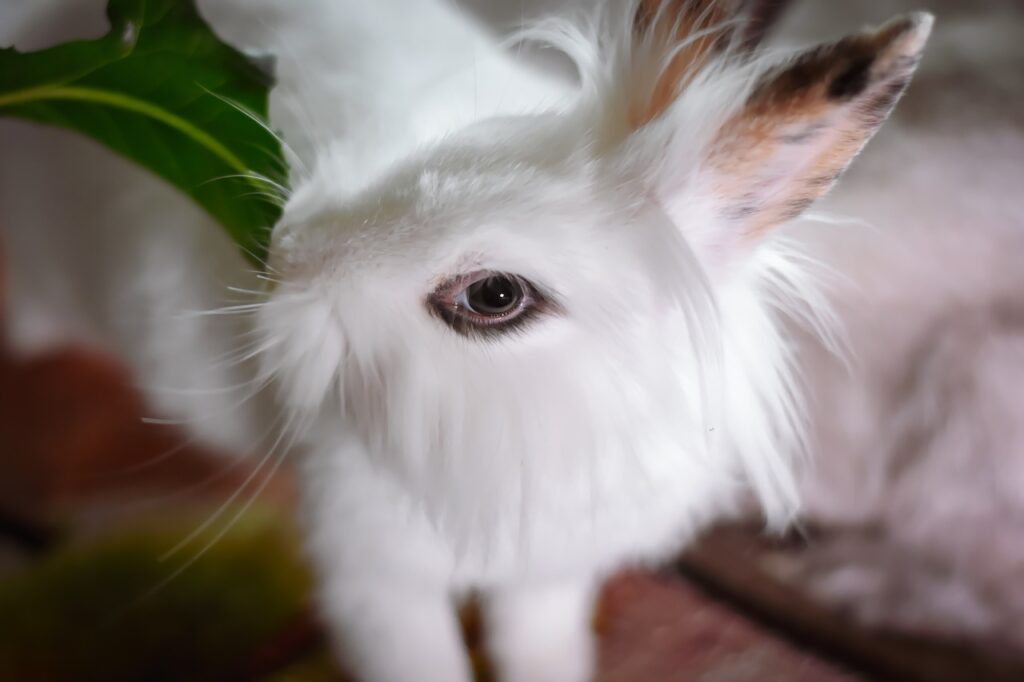 Kaninchen Pflege 
