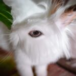 Kaninchen Pflege