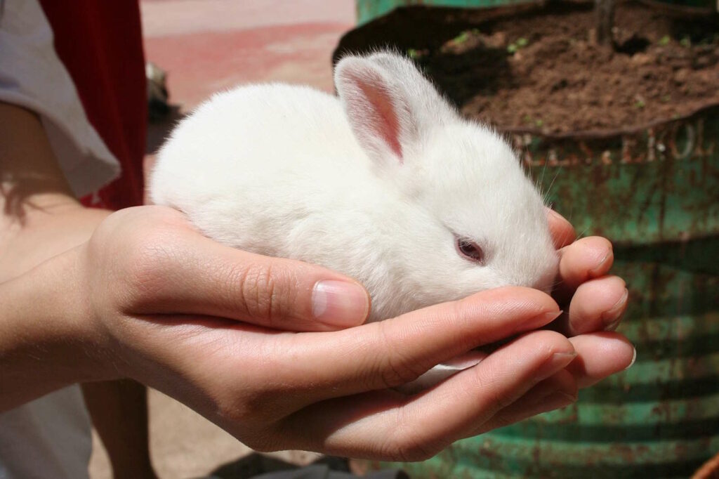 Kaninchen als Therapie-Tiere