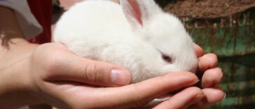 Kaninchen Beschäftigung