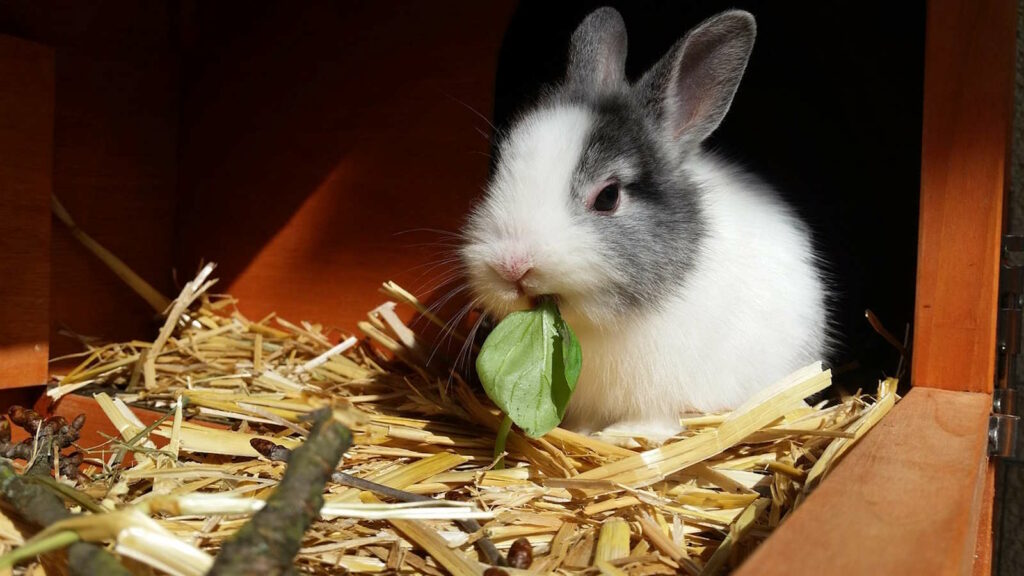 Haltung von Kaninchen