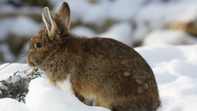 Kaninchen im Winter