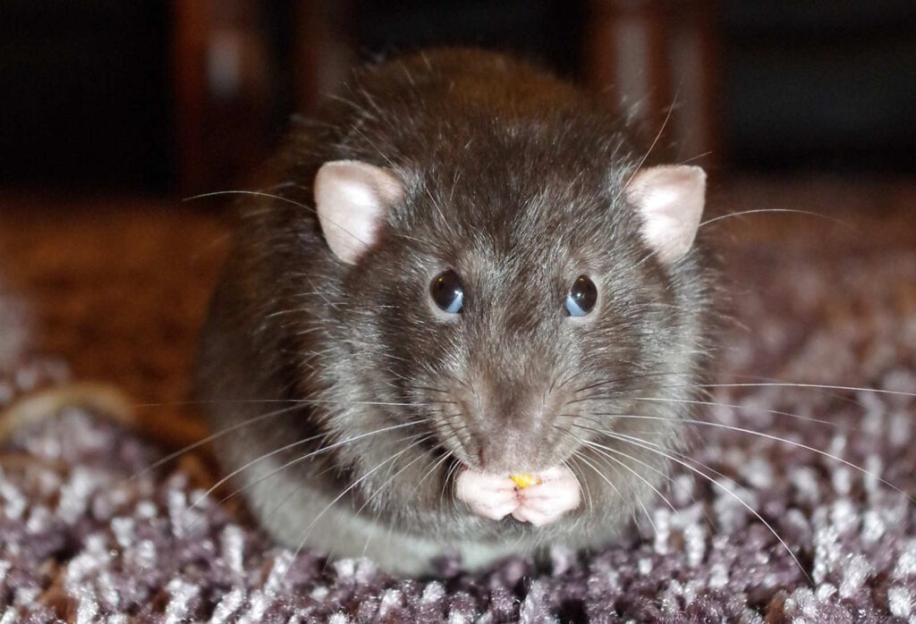 Ratte beißt