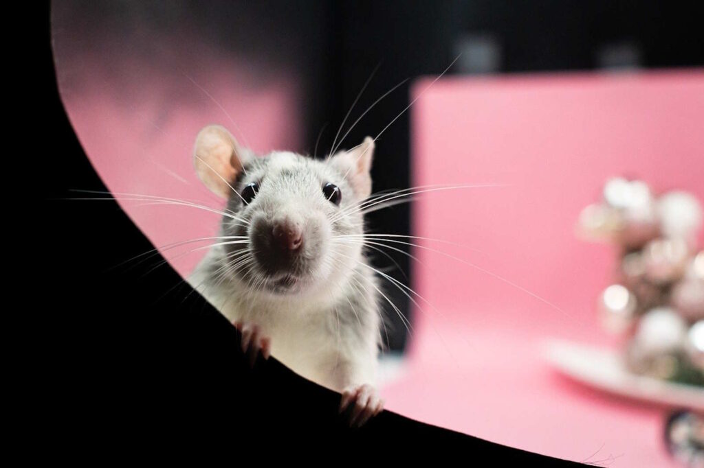 Ratte beißt