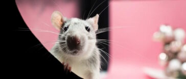 Ratte beißt
