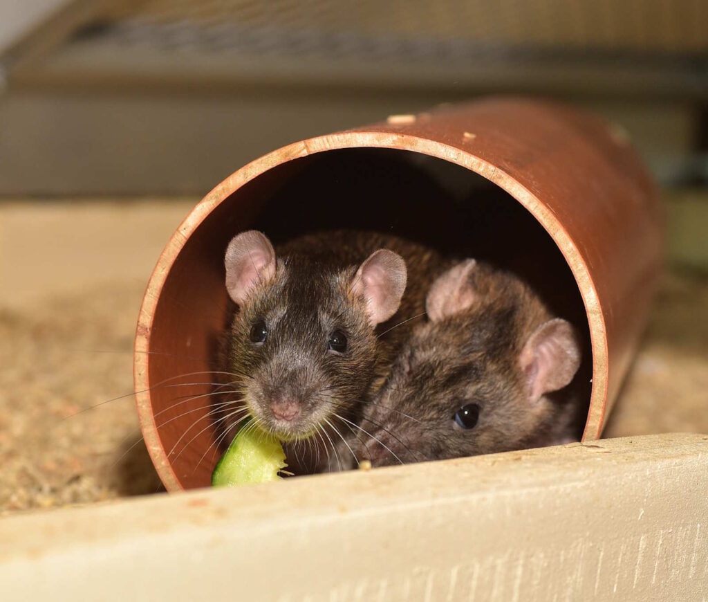 Therapeutische Wirkung von Ratten