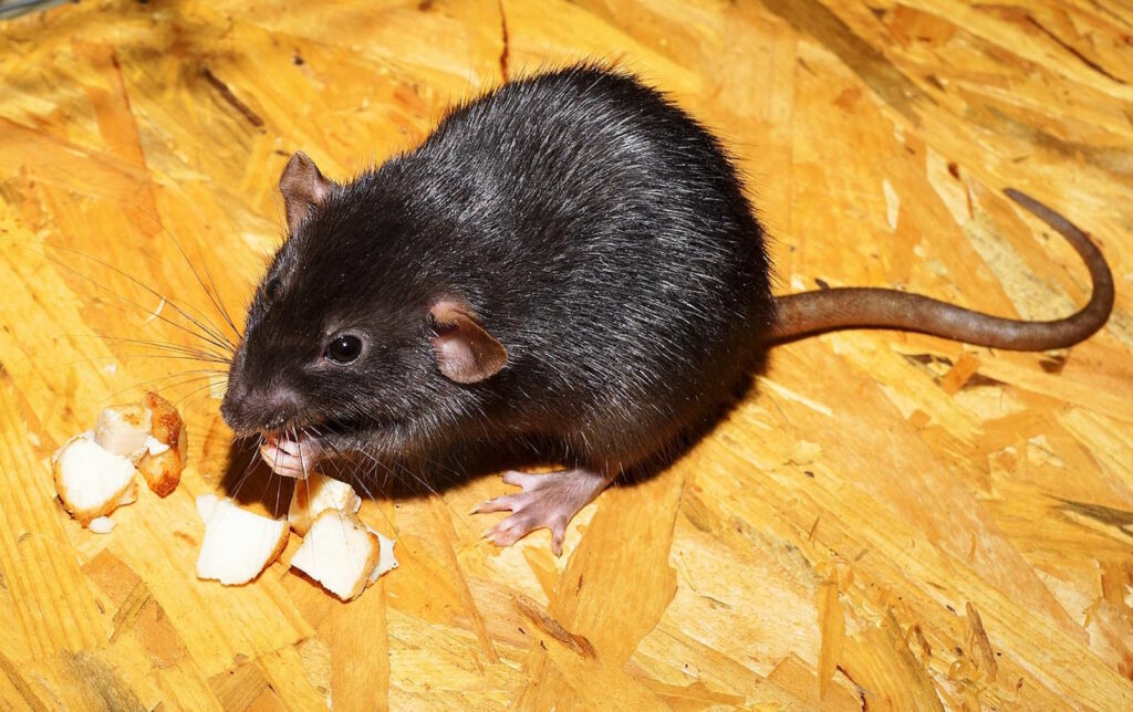 Ratten und Kinder