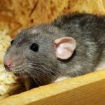 Ratte beißt