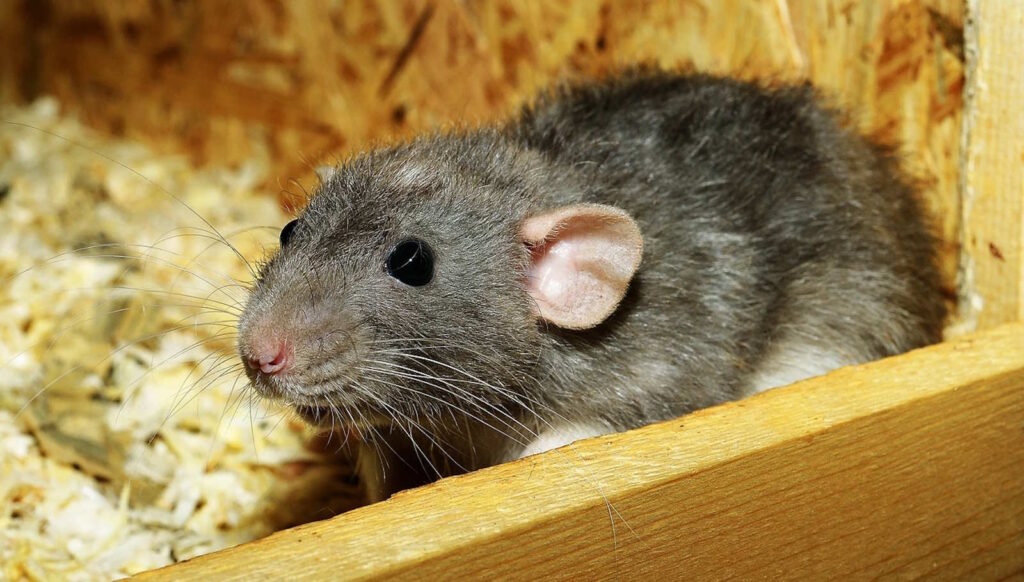 Ratte beißt