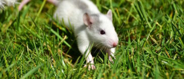 Freilandrattenhaltung