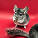 Chinchilla Ernährung