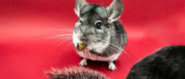 Chinchilla Ernährung