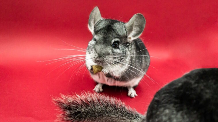 Chinchilla Ernährung