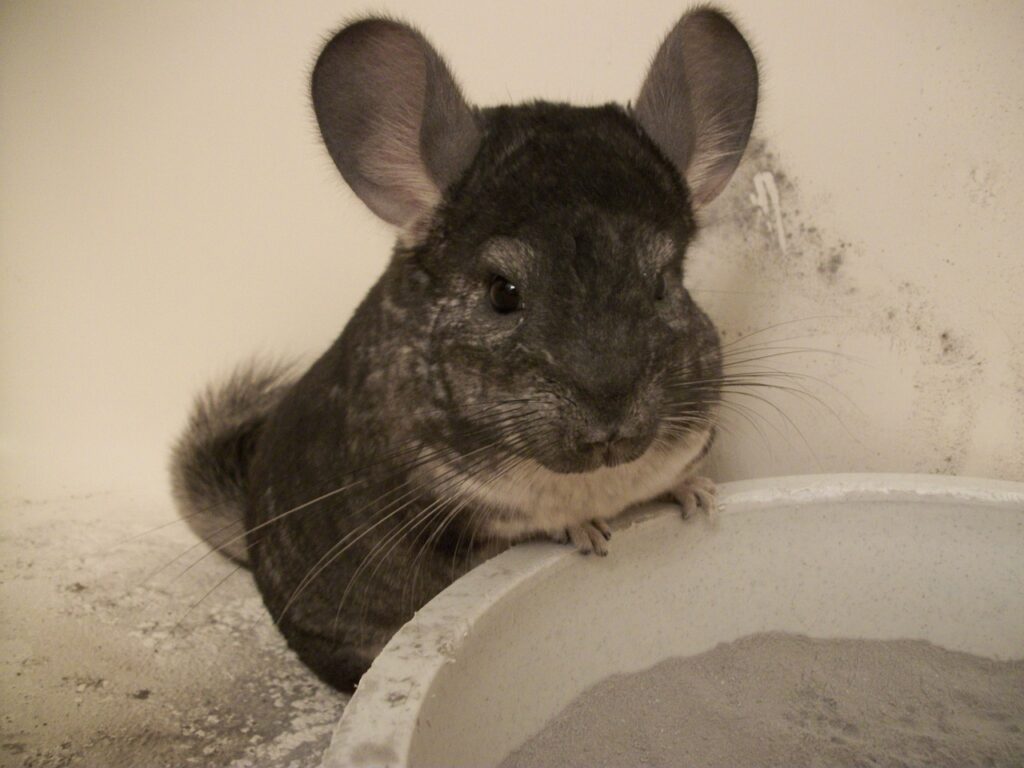 Chinchilla Pflege