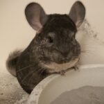 Chinchilla Zucht
