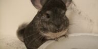 Chinchilla Zucht