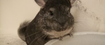 Chinchilla Zucht