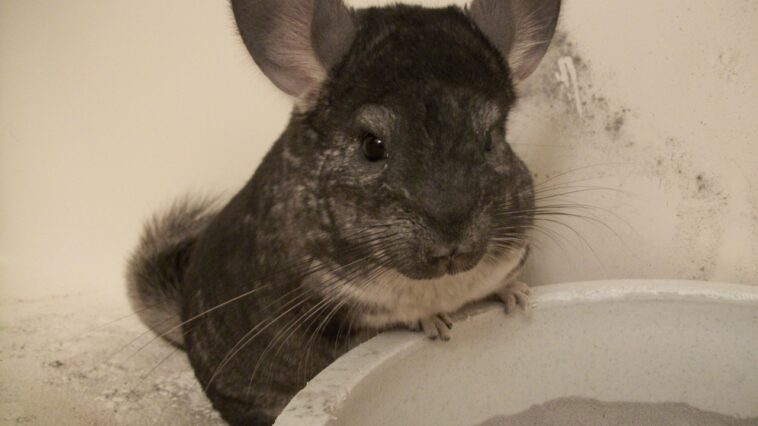Chinchilla Zucht