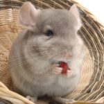 Chinchilla verhalten