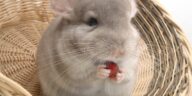 Chinchilla verhalten