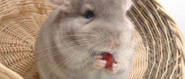 Chinchilla verhalten