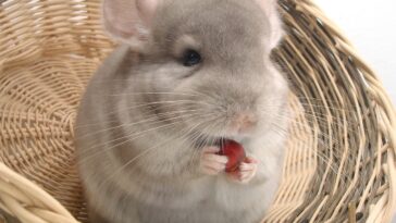 Chinchilla verhalten