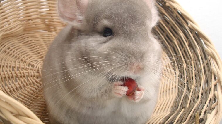 Chinchilla verhalten