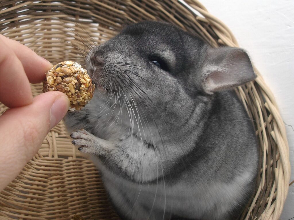 Chinchillas und Kinder