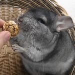 Chinchillas und Kinder