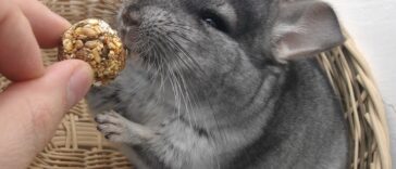 Chinchillas und Kinder