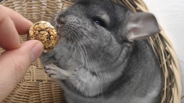 Chinchillas und Kinder