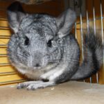 Chinchilla