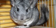 Chinchilla