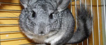 Chinchilla