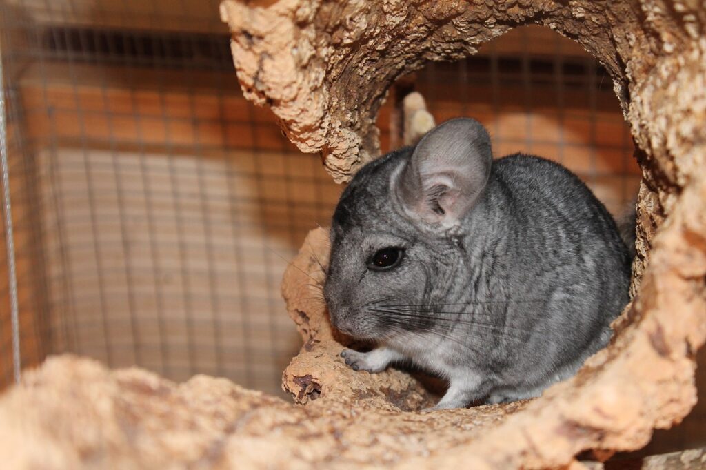 chinchillas