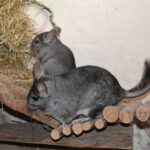 Chinchilla und Kinder