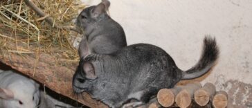 Chinchilla und Kinder